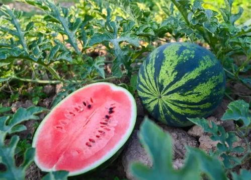 热点吃瓜,吃瓜群众如何解读明星事件