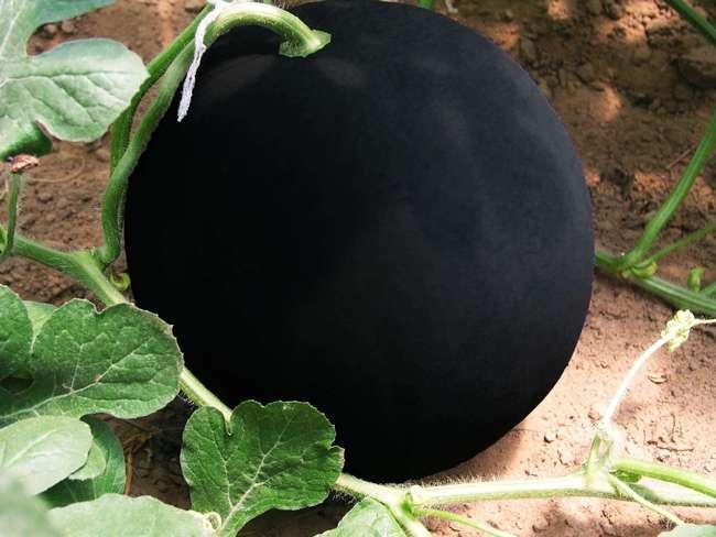 黑瓜吃料网,揭秘美食背后的故事与营养秘密